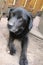 A black Labrador Retriever photo. Man\\\'s best friend. Adult Labrador nose and ear. Paws.