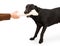 A Black Labrador Retriever Playing With A Bone