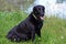 Black Labrador retriever by pond