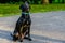 Black Labrador Retriever Posing for the Camera