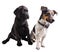 Black labrador retriever puppy and jack russel