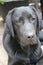 Black Labrador Retriever. Pure-Bred dog. Pedigree. Macro photo.