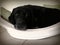 Black Labrador Retriever resting