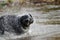 Black Labrador retriever shaking off water