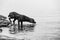 A black labrador retriever sniffs the surface of the water in Finland.