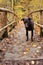 Black labrador retriever standing on a bridge