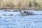 Black Labrador Retriever Swimming with a Gadwall Drake