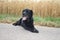 Black Labrador Retriever. Yellow Wheat background. Gray Path. Curious dog.