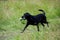 Black Labrador Retrieving a Training Dummy in a Field