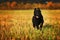 Black labrador running