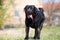 Black labrador running