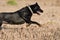 Black Labrador running across a field