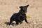 Black Labrador running across a field