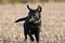 Black Labrador running across a field