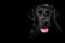 Black Labrador`s studio head-shot with open mouth