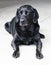 Black labrador sitting in the courtyard