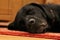 Black Labrador sleeping on a Rug