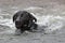 Black Labrador swimming