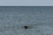 Black labrador swimming with a stick. Dog returns the stick thrown by the owner