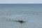 Black labrador swimming with a stick. Dog returns the stick thrown by the owner