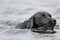 Black Labrador swimming in the water