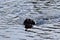 A black labrador swims in the river