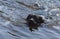 A black labrador swims in the river