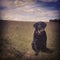 Black Labrador waits with a ball