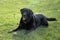 Black labrador waits with ball on green lawn