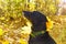 Black labrador walking in autumn park.