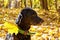 Black labrador walking in autumn park.