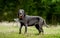 Black labrador walking at nature at summer