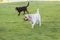 Black labrador and white retriever puppys