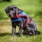 A black labradore puppy ready for training