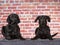 Black labradors dog portrait.