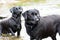 Black Labradors playing in the water