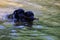Black labradors playing in a water.