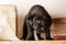 Black labrodor puppy sitting on a wooden shelf among books