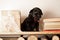 Black labrodor puppy sitting on a wooden shelf among books