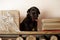 Black labrodor puppy sitting on a wooden shelf among books