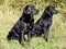 Black Labs