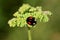 Black Ladybird on green plant in nature