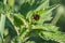 Black ladybird with red dots on a nettle