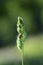 Black Ladybird with red points on plant in green nature