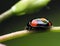 Black Ladybug .