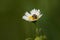 Black ladybug on daisy