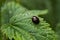 Black ladybug on a leaf