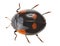 Black ladybug with orange spots on white