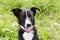 black laika dog closeup photo on green grass background