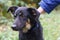 black laika dog closeup photo with human stroking hand on green grass background